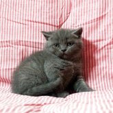 ブリティッシュショートヘア