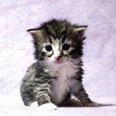 ノルウェージャンフォレストキャット