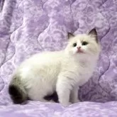 ラグドール【広島県・男の子・2025年9月16日・シールポイントバイカラー】の写真2