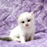 ラグドール【広島県・男の子・2025年9月16日・ブルーポイントバイカラー】の写真3