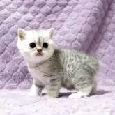 ブリティッシュショートヘア【広島県・女の子・2025年9月14日・ブルーシルバータビー】の写真3