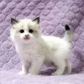 ラグドール【広島県・男の子・2025年9月16日・シールポイントバイカラー】の写真3