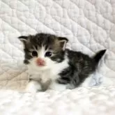 ノルウェージャンフォレストキャット【広島県・女の子・2025年10月3日・ブラウンタビー&ホワイト】の写真3