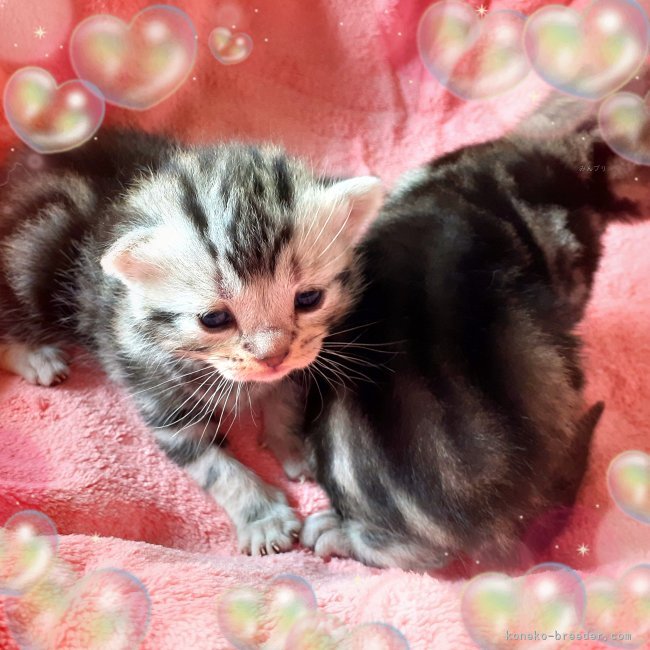 大澤千惠子ブリーダーのブログ：両親🆑遺伝病検査PKD㊗️我が家の両親😻基盤となる😻全てPKDクリア㊗️
