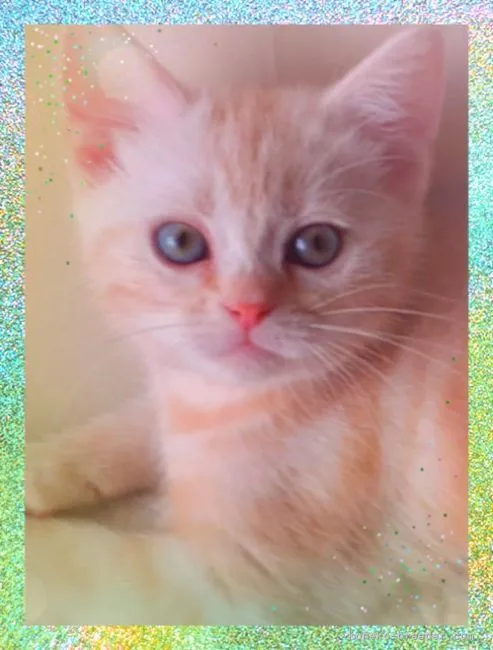 ID：2106-02026の子猫