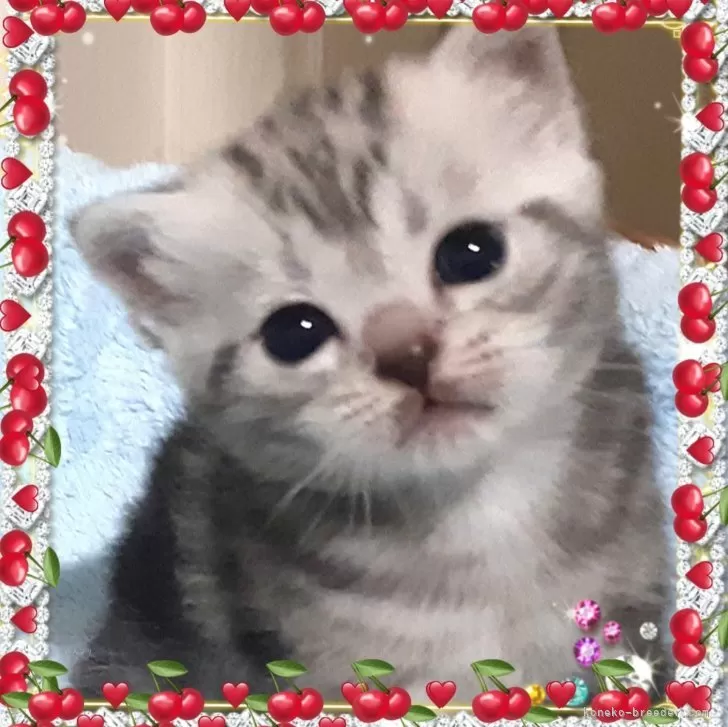 ID：2404-03172の子猫