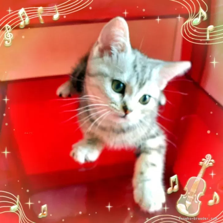 ID：2404-03353の子猫