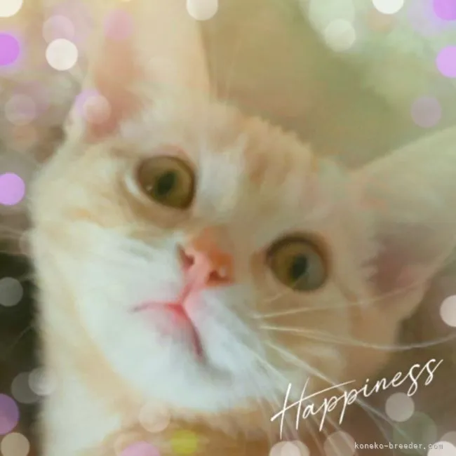 ID：2102-00967の子猫
