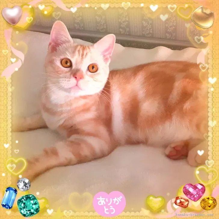 ID：2404-00037の子猫