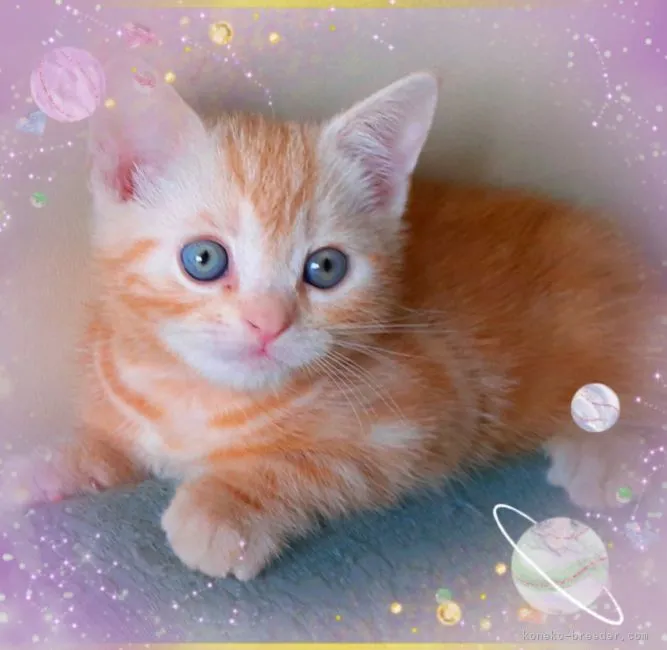 ID：2102-00965の子猫