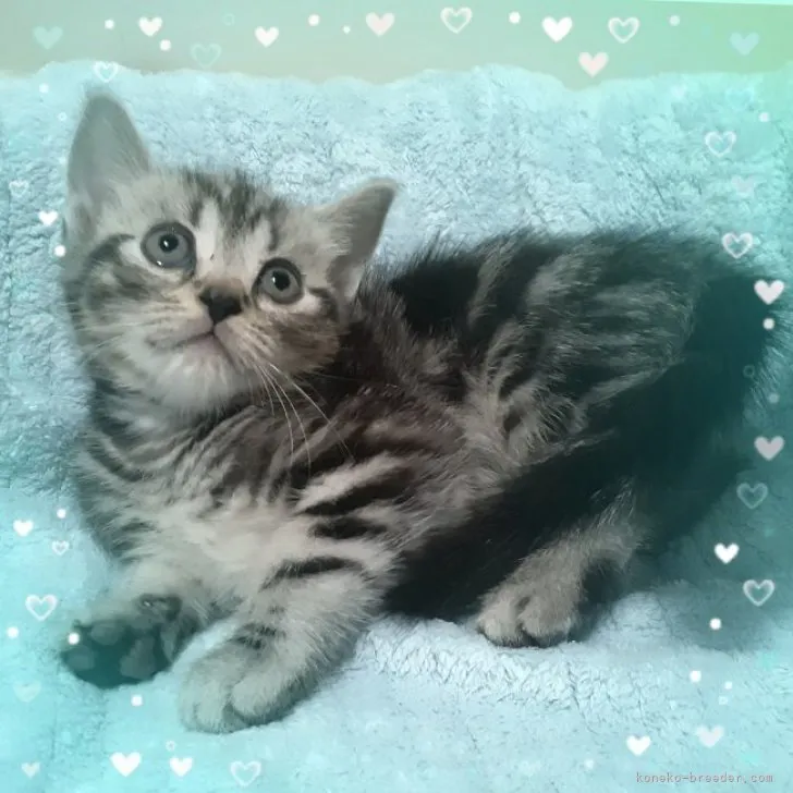 ID：2310-01658の子猫