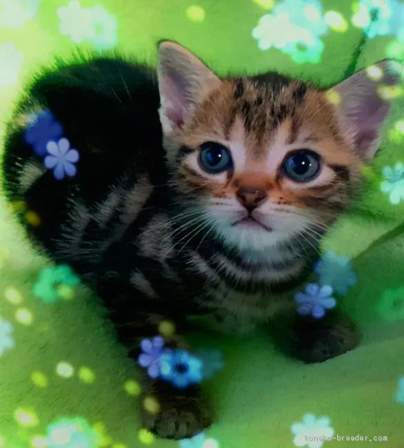 ID：2006-00075の子猫