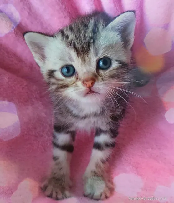 ID:2006-00077の子猫