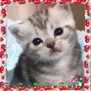 アメリカンショートヘア【東京都・女の子・2024年4月10日・シルバータビーの可愛い❤️プリンセス（優秀血統の女の子🎀♀）】の写真「祖父母、両親PKDクリア❤️可愛い姫に最良の御縁を」