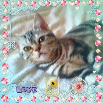 アメリカンショートヘア【東京都・男の子・2023年3月26日・シルバークラシックタビー（際立つ個性❤️価格改定🎊）】の写真「両親PKDクリア🌹優秀血統の証は細部に宿る」