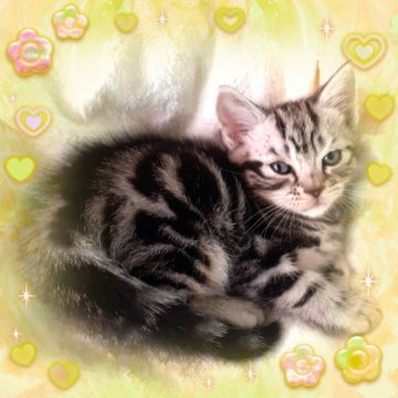 アメリカンショートヘア【東京都・男の子・2023年3月19日・シルバークラシックタビー（父優秀血統😸両親PKDクリア）】の写真「凛々しく元気な王子👑可愛い❤️甘えん坊」