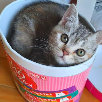 アメリカンショートヘア【東京都・女の子・2022年3月20日・シルバーパッチドタビー（猫は目が命😻美人ちゃんです）】の写真「両親優秀血統💐ラブリーな美人ちゃん💖」