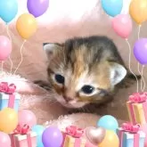 アメリカンショートヘア【東京都・女の子・2024年10月8日・ブラウンパッチドタビー🌹】の写真2「可愛い💕」