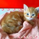 アメリカンショートヘア【東京都・男の子・2024年4月24日・レッド😊可愛い❤️甘えん坊王子👑】の写真2「パパ😻ママ共にPKD クリア　祝ぼくニャンは、我が家に誕生した初めてのレｯドタビー💟」