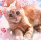 アメリカンショートヘア【東京都・男の子・2021年2月3日・カメオクラシックタビー】の写真4「可愛いさ🌟超絶　性格良好💙品性も優秀血統の証」