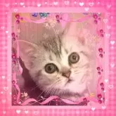 アメリカンショートヘア【東京都・女の子・2025年4月11日・シルバークラシックタビー🍀可愛い❤️動画更新😻】の写真10「可愛いく品の良いお顔は優秀血統の証💖」
