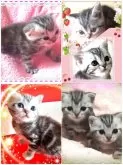 アメリカンショートヘア【東京都・女の子・2025年4月11日・シルバークラシックタビー🍀可愛い❤️動画更新😻】の写真11「幼少期、仲良し美ﾆｬﾝ💕姉妹🌼モナちゃん🌼&🍭リサちゃん🍭」