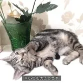 アメリカンショートヘア【東京都・女の子・2026年6月5日・ブルー・シルバー系】の写真12「遊ぶの大好き🍀😻運動会の花形スター🌹私の大好きなタイプの姫🌼」