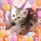 アメリカンショートヘア【東京都・男の子・2025年10月19日・品の良さは優秀血統の証】の写真12「食欲旺盛、やんちゃ盛りの可愛い❤️王子👑」