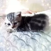 アメリカンショートヘア【東京都・女の子・2025年10月19日・優秀血統、まん丸可愛いプリンセス👑】の写真12