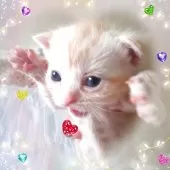 アメリカンショートヘア【東京都・男の子・2025年10月20日・優秀血統、癒されるカメオ王子👑】の写真15「元気で可愛いく成長中！」