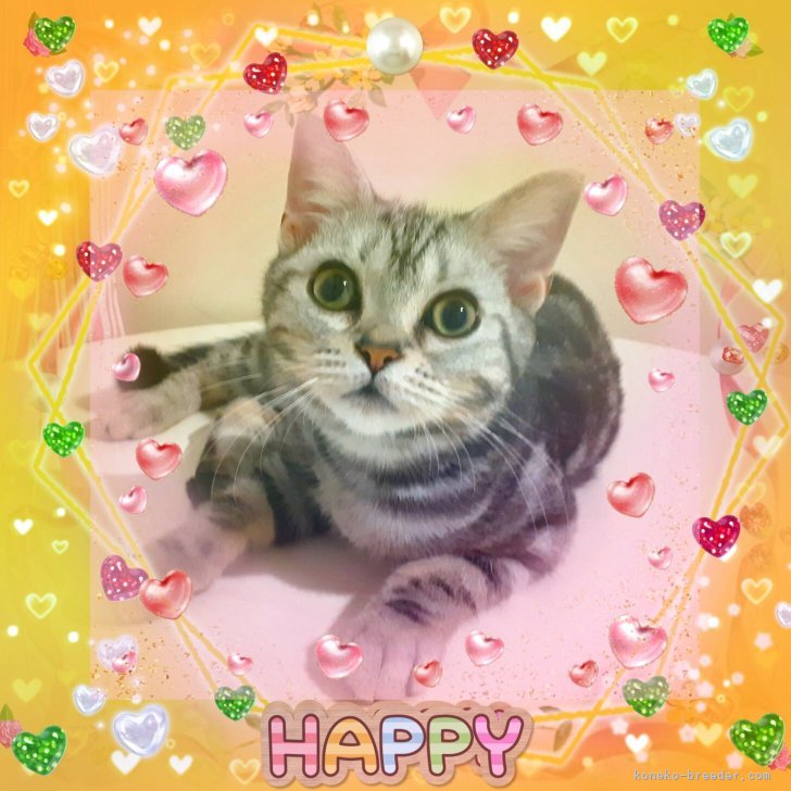 ブリーダー画像