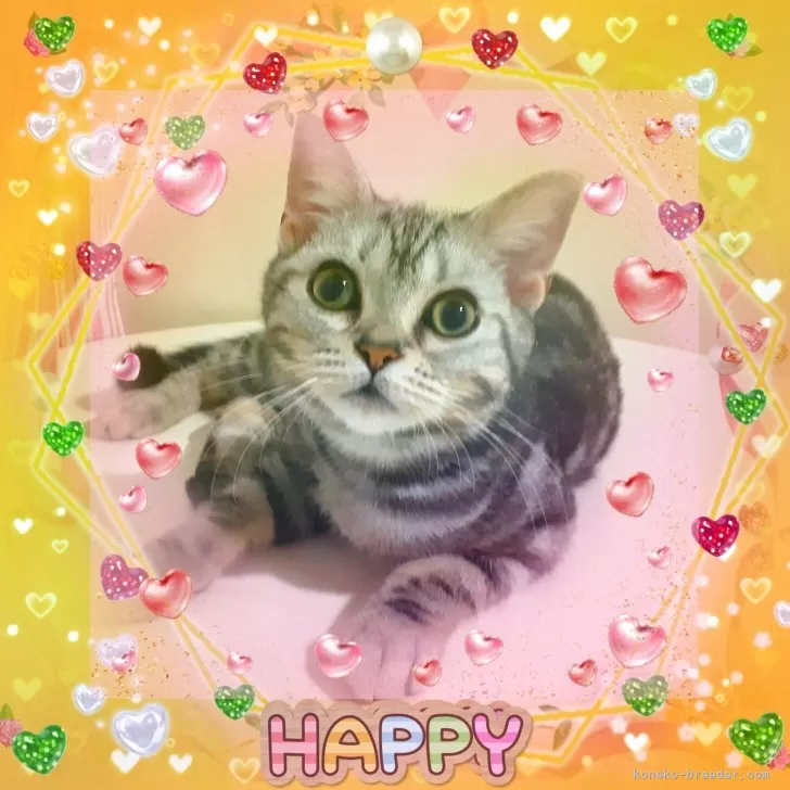 アメリカンショートヘア【東京都・女の子・2025年4月11日・シルバークラシックタビー🍀可愛い❤️動画更新😻】の写真1「RiZ🌹筆舌に尽くしがたい程の愛らしさ🌹」