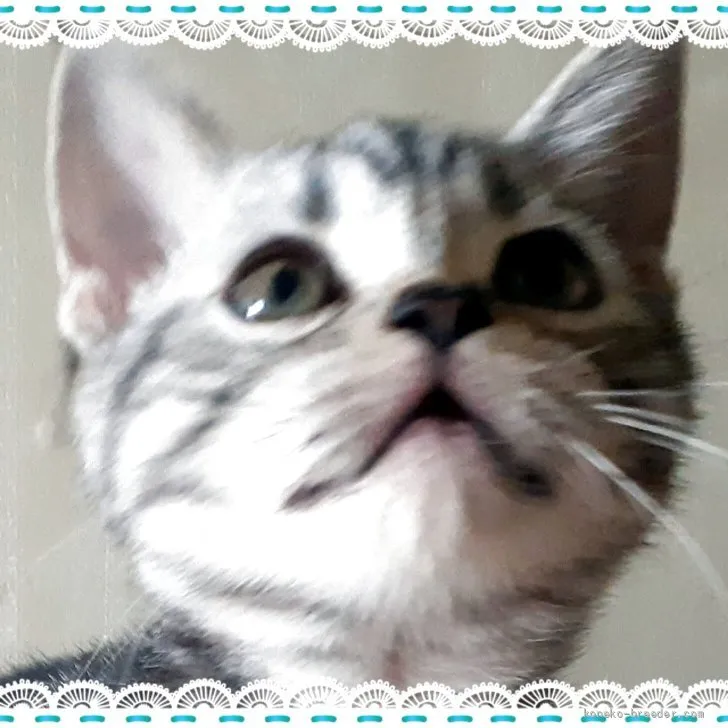 ID：2606-02171の子猫