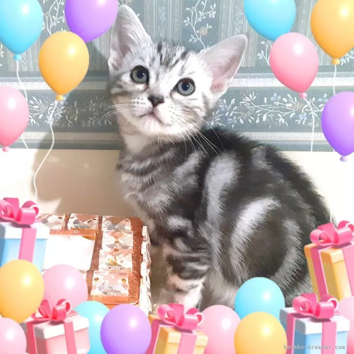 ID:2506-00869の子猫
