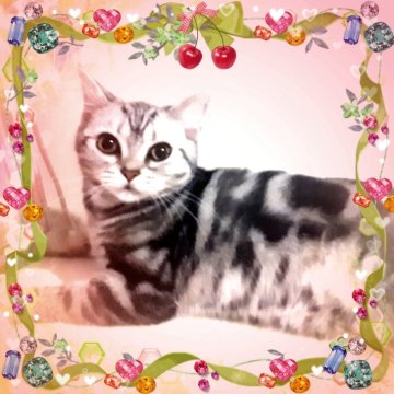 アメリカンショートヘア【東京都・女の子・2025年4月11日・シルバークラシックタビー🍀可愛い❤️動画更新😻（両親優秀血統💐素敵プリンセス）】の写真「天真爛漫🌟美の化身🌟
私の足に抱きつく妖精💖」
