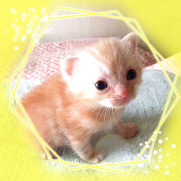 アメリカンショートヘア【東京都・男の子・2025年10月20日・優秀血統、癒されるカメオ王子👑（カメオータビー💖シルクタッチ）】の写真「可愛い❤️優秀血統の王子👑成長が楽しみです🌟」