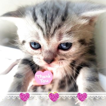 アメリカンショートヘア【東京都・男の子・2025年10月19日・優秀血統、まん丸可愛い王子👑（シルバータビー💖シルクタッチ）】の写真「可愛い❤️優秀血統の王子👑成長が楽しみです🌟」