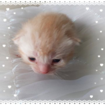 アメリカンショートヘア【東京都・男の子・2025年10月20日・優秀血統、癒されるカメオ王子👑（カメオータビー💖シルクタッチ）】の写真「可愛い❤️優秀血統の王子👑成長が楽しみです🌟」