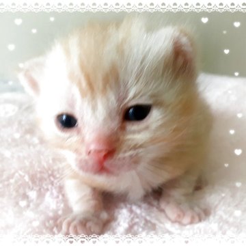 アメリカンショートヘア【東京都・男の子・2025年10月20日・優秀血統、癒されるカメオ王子👑（カメオータビー💖シルクタッチ）】の写真「可愛い❤️優秀血統の王子👑成長が楽しみです🌟」