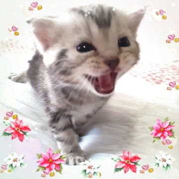 アメリカンショートヘア【東京都・男の子・2025年10月19日・優秀血統、まん丸可愛い王子👑（シルバータビー💖シルクタッチ）】の写真「可愛い❤️優秀血統の王子👑成長が楽しみです🌟」