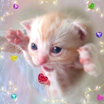 アメリカンショートヘア【東京都・男の子・2025年10月20日・優秀血統、癒されるカメオ王子👑（カメオータビー💖シルクタッチ）】の写真「可愛い❤️優秀血統の王子👑成長が楽しみです🌟」