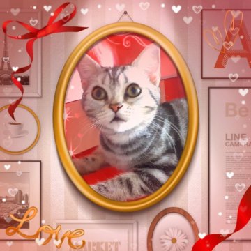 アメリカンショートヘア【東京都・女の子・2025年4月11日・シルバークラシックタビー🍀可愛い❤️動画更新😻（両親優秀血統💐素敵プリンセス）】の写真「天真爛漫🌟美の化身🌟
私の足に抱きつく妖精💖」