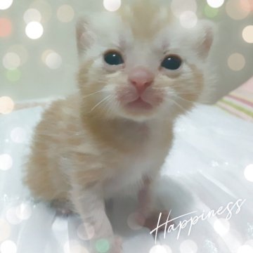 アメリカンショートヘア【東京都・男の子・2025年10月20日・優秀血統、癒されるカメオ王子👑（カメオータビー💖シルクタッチ）】の写真「可愛い❤️優秀血統の王子👑成長が楽しみです🌟」