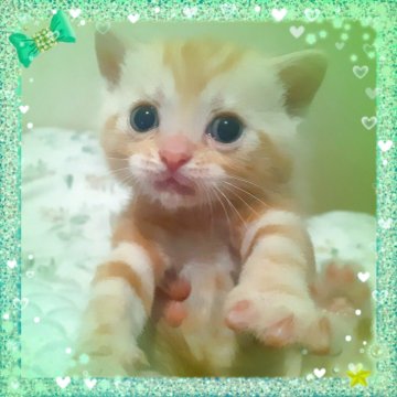 アメリカンショートヘア【東京都・男の子・2025年10月20日・優秀血統、癒されるカメオ王子👑（カメオータビー💖シルクタッチ）】の写真「可愛い❤️優秀血統の王子👑成長が楽しみです🌟」