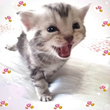 アメリカンショートヘア【東京都・男の子・2025年10月19日・優秀血統、まん丸可愛い王子👑（シルバータビー💖シルクタッチ）】の写真「可愛い❤️優秀血統の王子👑成長が楽しみです🌟」