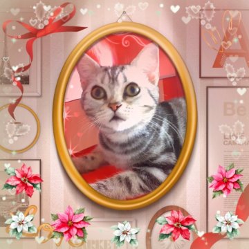 アメリカンショートヘア【東京都・女の子・2025年4月11日・シルバークラシックタビー🍀可愛い❤️動画更新😻（両親優秀血統💐素敵プリンセス）】の写真「天真爛漫🌟美の化身🌟
私の足に抱きつく妖精💖」