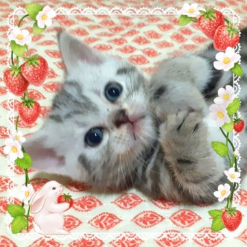 アメリカンショートヘア【東京都・男の子・2025年10月19日・優秀血統、まん丸可愛い王子👑（シルバータビー💖シルクタッチ）】の写真「可愛い❤️優秀血統の王子👑成長が楽しみです🌟」