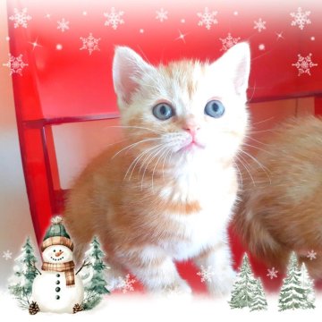 アメリカンショートヘア【東京都・男の子・2025年10月20日・優秀血統、癒されるカメオ王子👑（カメオータビー💖シルクタッチ）】の写真「可愛い❤️優秀血統の王子👑成長が楽しみです🌟」