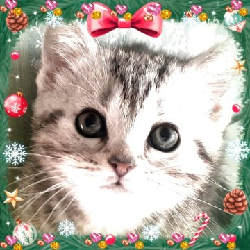 アメリカンショートヘア【東京都・女の子・2025年10月19日・優秀血統、超絶💖可愛いプリンセス👑（シルバータビー💖シルクタッチ）】の写真「御聡明な安心出来るお客様との御縁を願っております」