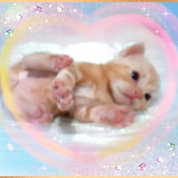 アメリカンショートヘア【東京都・男の子・2025年10月20日・優秀血統、癒されるカメオ王子👑（カメオータビー💖シルクタッチ）】の写真「可愛い❤️優秀血統の王子👑成長が楽しみです🌟」